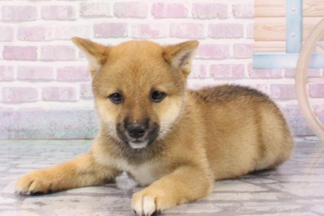 滋賀県の豆柴 (Coo&RIKUアヤハディオ水口店/2025年7月1日生まれ/男の子/赤)の子犬の3枚目の画像
