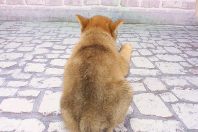 滋賀県の豆柴 (Coo&RIKUアヤハディオ水口店/2025年7月1日生まれ/男の子/赤)の子犬の4枚目の画像