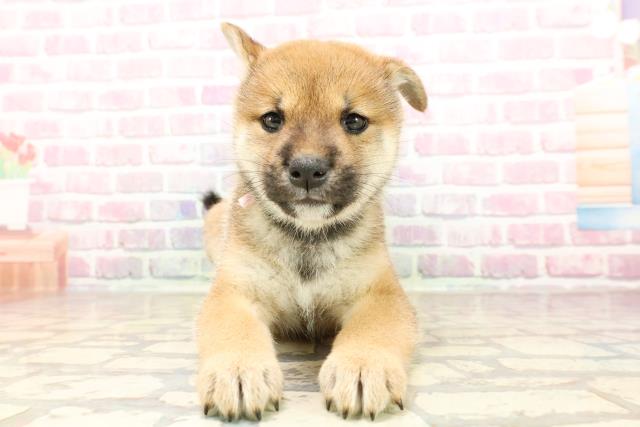 柴犬