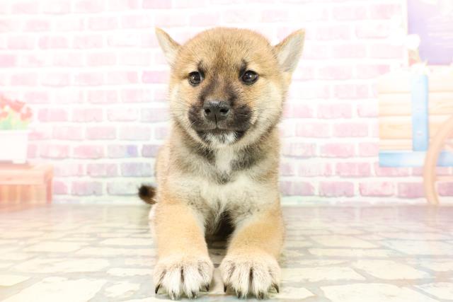東京都の柴犬(標準サイズ) (Coo&RIKU八王子西店/2025年7月5日生まれ/男の子/赤)の子犬の1枚目の画像