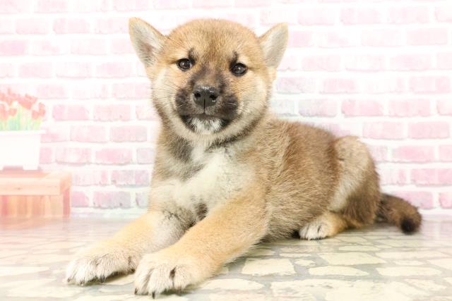 東京都の柴犬(標準サイズ) (Coo&RIKU八王子西店/2025年7月5日生まれ/男の子/赤)の子犬の2枚目の画像