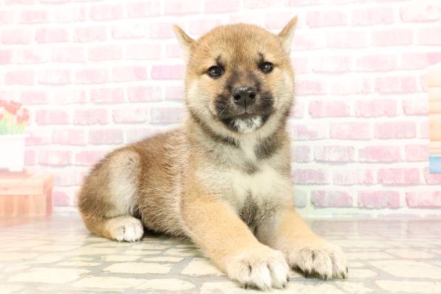 東京都の柴犬(標準サイズ) (Coo&RIKU八王子西店/2025年7月5日生まれ/男の子/赤)の子犬の3枚目の画像
