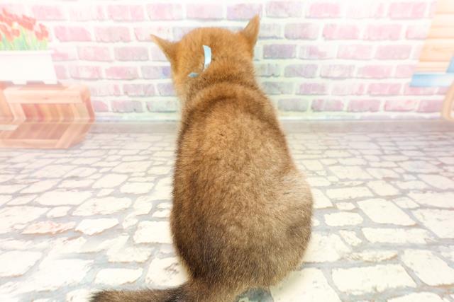 東京都の柴犬(標準サイズ) (Coo&RIKU八王子西店/2025年7月5日生まれ/男の子/赤)の子犬の4枚目の画像