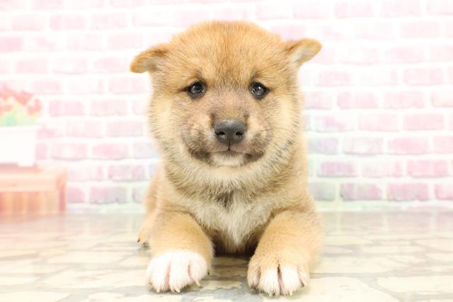 柴犬