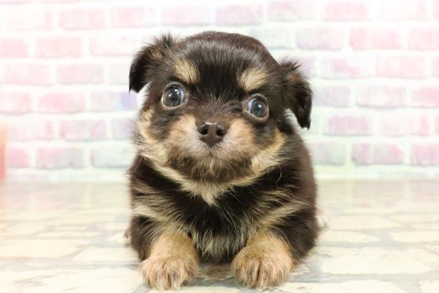 東京都のチワワ(ロング) (Coo&RIKU浅草店/2025年7月7日生まれ/男の子/ブラックタンホワイト)の子犬の1枚目の画像