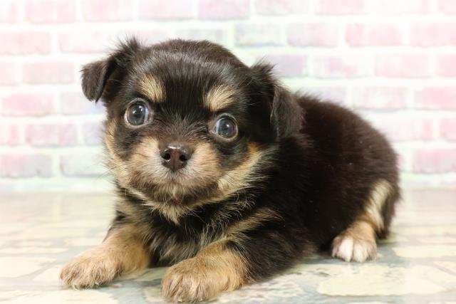 東京都のチワワ(ロング) (Coo&RIKU浅草店/2025年7月7日生まれ/男の子/ブラックタンホワイト)の子犬の2枚目の画像