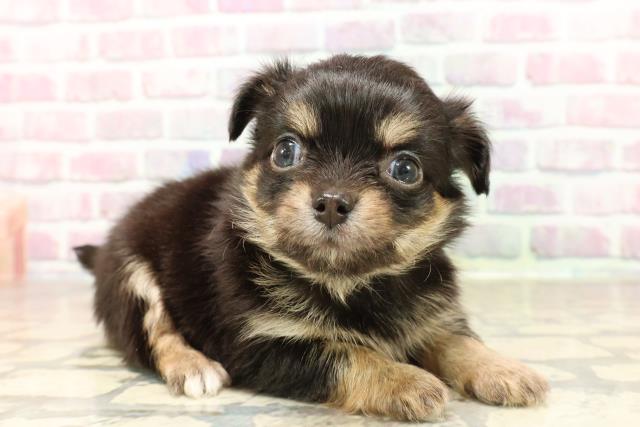 東京都のチワワ(ロング) (Coo&RIKU浅草店/2025年7月7日生まれ/男の子/ブラックタンホワイト)の子犬の3枚目の画像