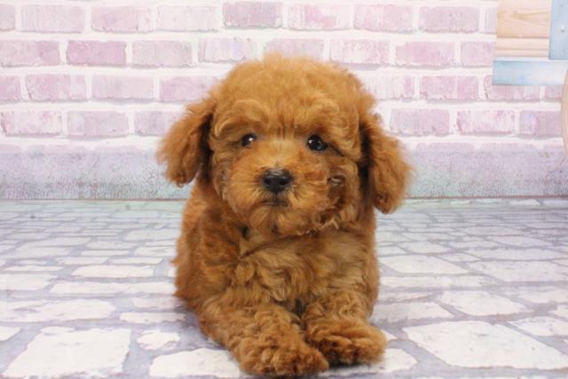大阪府のトイプードル(トイ) (Coo&RIKU茶屋町店/2025年7月5日生まれ/男の子/レッド)の子犬の1枚目の画像