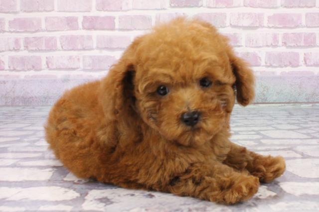 大阪府のトイプードル(トイ) (Coo&RIKU茶屋町店/2025年7月5日生まれ/男の子/レッド)の子犬の2枚目の画像