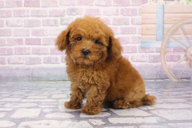 大阪府のトイプードル(トイ) (Coo&RIKU茶屋町店/2025年7月5日生まれ/男の子/レッド)の子犬の3枚目の画像