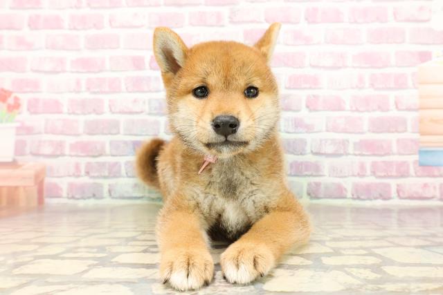 柴犬