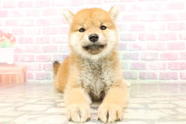 柴犬