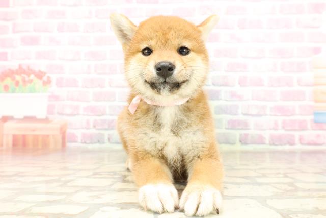 柴犬