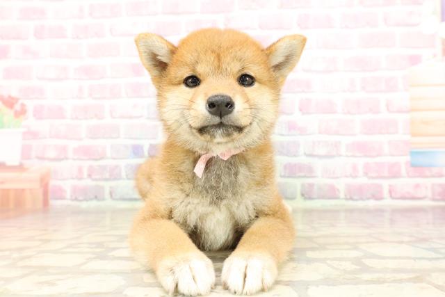 柴犬