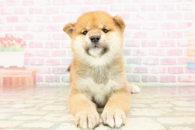 柴犬