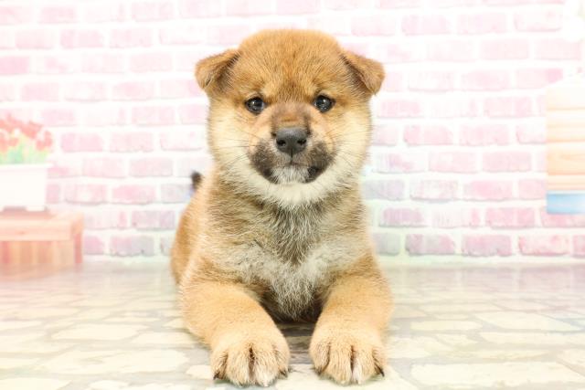 柴犬