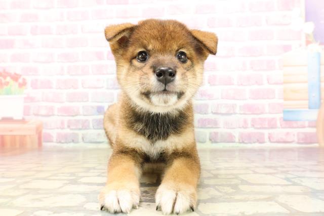 長野県の柴犬(標準サイズ) (Coo&RIKU綿半上田店/2025年7月6日生まれ/男の子/胡麻)の子犬の1枚目の画像