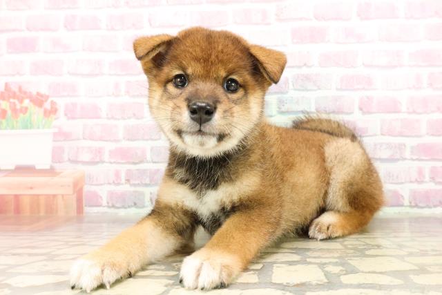 長野県の柴犬(標準サイズ) (Coo&RIKU綿半上田店/2025年7月6日生まれ/男の子/胡麻)の子犬の2枚目の画像