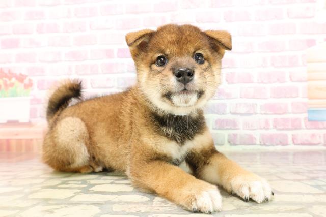 長野県の柴犬(標準サイズ) (Coo&RIKU綿半上田店/2025年7月6日生まれ/男の子/胡麻)の子犬の3枚目の画像