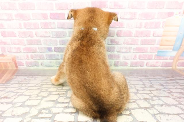 長野県の柴犬(標準サイズ) (Coo&RIKU綿半上田店/2025年7月6日生まれ/男の子/胡麻)の子犬の4枚目の画像