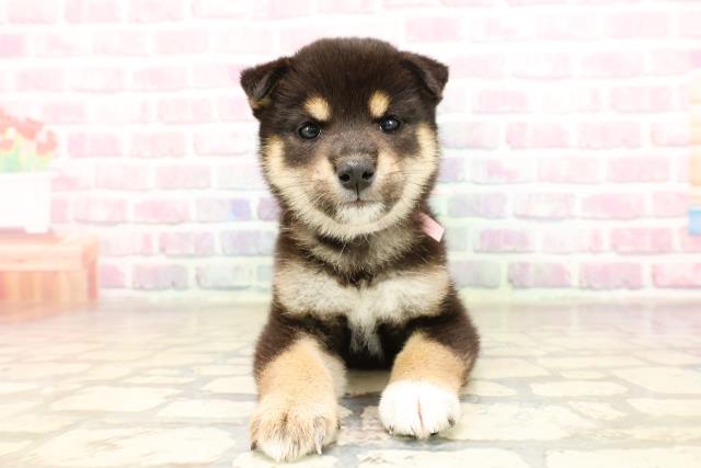柴犬
