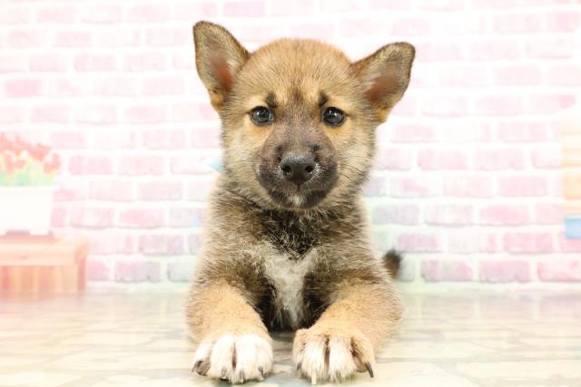 長野県の柴犬(標準サイズ) (Coo&RIKU綿半権堂店/2025年6月28日生まれ/男の子/黒褐)の子犬の1枚目の画像