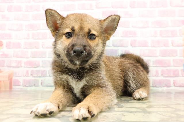 長野県の柴犬(標準サイズ) (Coo&RIKU綿半権堂店/2025年6月28日生まれ/男の子/黒褐)の子犬の2枚目の画像