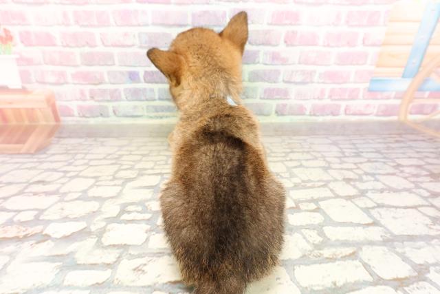 長野県の柴犬(標準サイズ) (Coo&RIKU綿半権堂店/2025年6月28日生まれ/男の子/黒褐)の子犬の4枚目の画像