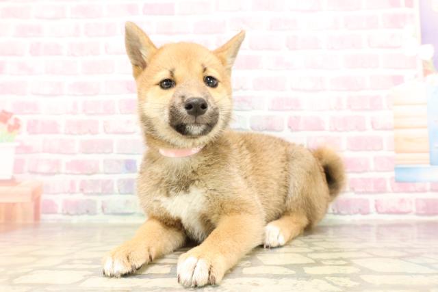 埼玉県の柴犬(標準サイズ) (Coo&RIKUアニマルケアセンター大宮/2025年6月28日生まれ/女の子/黒褐)の子犬の2枚目の画像