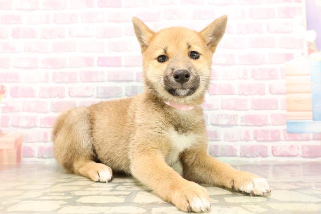 埼玉県の柴犬(標準サイズ) (Coo&RIKUアニマルケアセンター大宮/2025年6月28日生まれ/女の子/黒褐)の子犬の3枚目の画像