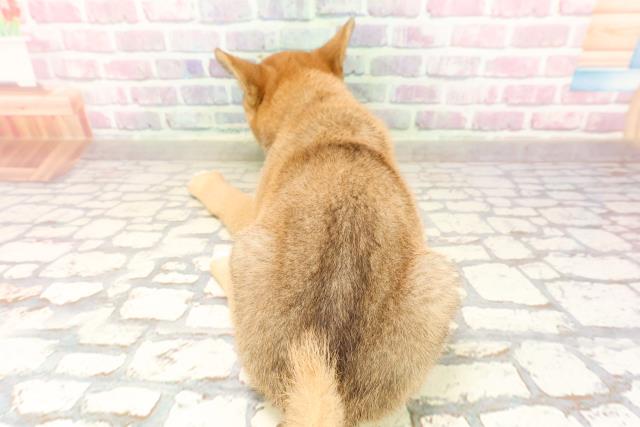 埼玉県の柴犬(標準サイズ) (Coo&RIKUアニマルケアセンター大宮/2025年6月28日生まれ/女の子/黒褐)の子犬の4枚目の画像