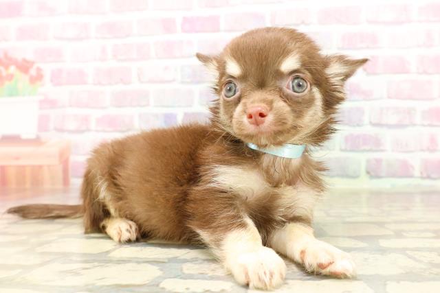 秋田県のチワワ(ロング) (Coo&RIKU秋田店/2025年7月6日生まれ/男の子/チョコレートタン)の子犬の3枚目の画像