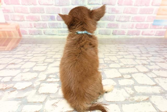 秋田県のチワワ(ロング) (Coo&RIKU秋田店/2025年7月6日生まれ/男の子/チョコレートタン)の子犬の4枚目の画像