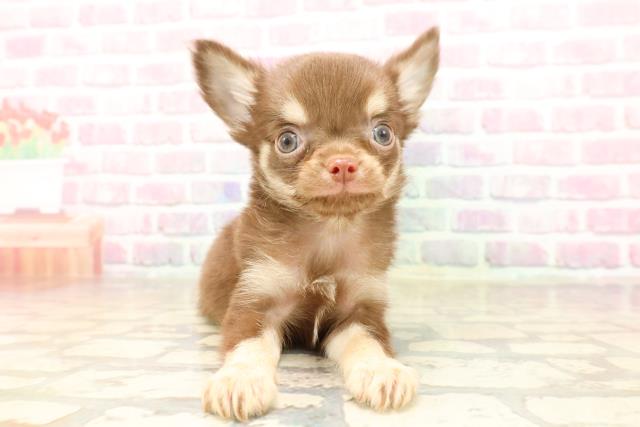 新潟県のチワワ(ロング) (Coo&RIKU長岡店/2025年7月6日生まれ/男の子/チョコレートタン)の子犬
