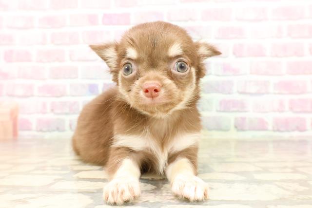 北海道のチワワ(ロング) (Coo&RIKU釧路店/2025年7月6日生まれ/女の子/チョコレートタン)の子犬