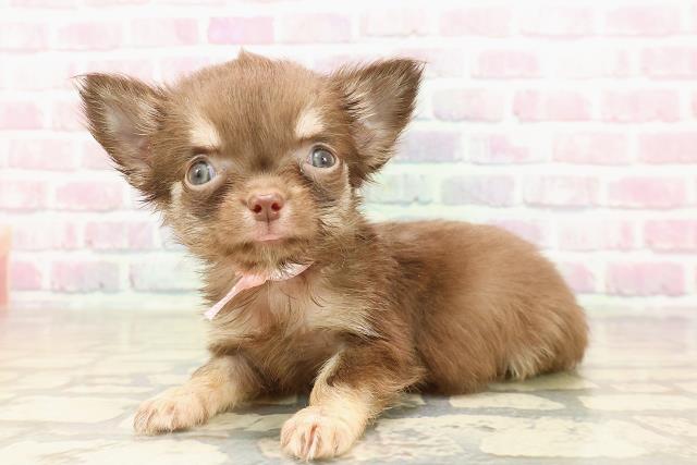 石川県のチワワ(ロング) (Coo&RIKU金沢店/2025年7月6日生まれ/女の子/チョコレートタン)の子犬の2枚目の画像