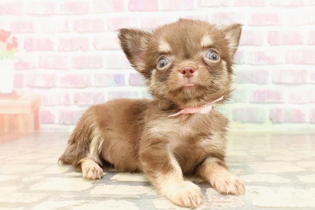 石川県のチワワ(ロング) (Coo&RIKU金沢店/2025年7月6日生まれ/女の子/チョコレートタン)の子犬の3枚目の画像