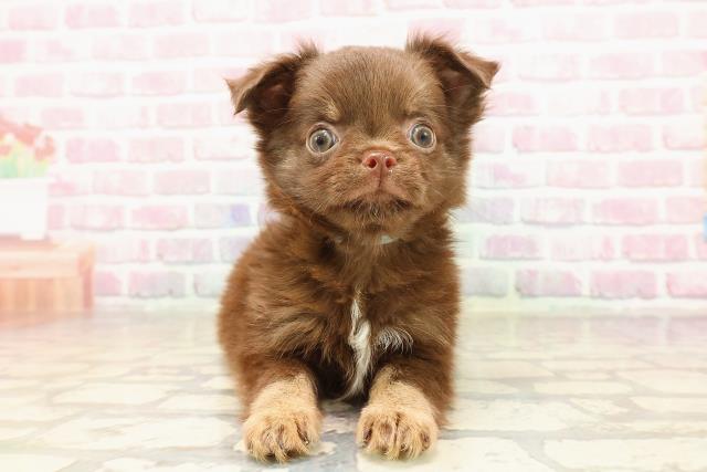 千葉県のチワワ(ロング) (Coo&RIKU市原店/2025年7月5日生まれ/男の子/チョコレートタン)の子犬の1枚目の画像