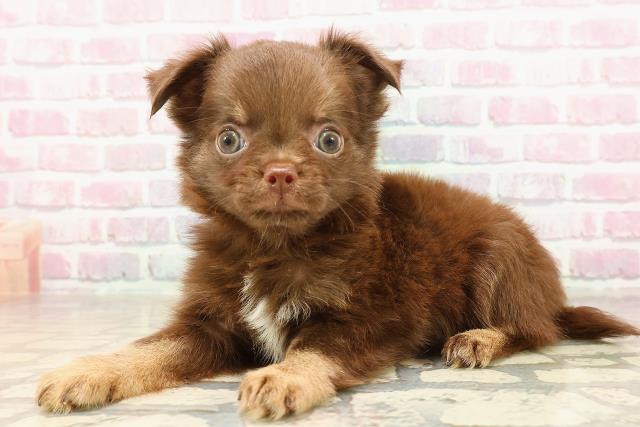千葉県のチワワ(ロング) (Coo&RIKU市原店/2025年7月5日生まれ/男の子/チョコレートタン)の子犬の2枚目の画像