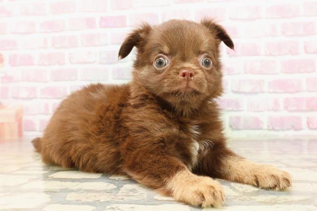 千葉県のチワワ(ロング) (Coo&RIKU市原店/2025年7月5日生まれ/男の子/チョコレートタン)の子犬の3枚目の画像