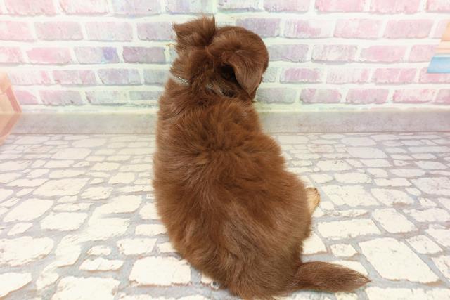 千葉県のチワワ(ロング) (Coo&RIKU市原店/2025年7月5日生まれ/男の子/チョコレートタン)の子犬の4枚目の画像