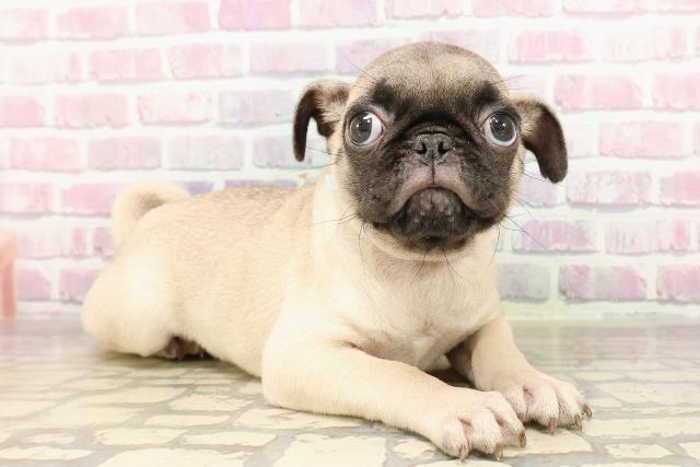 埼玉県のパグ (Coo&RIKUアニマルケアセンター大宮/2025年7月6日生まれ/男の子/フォーン)の子犬の3枚目の画像