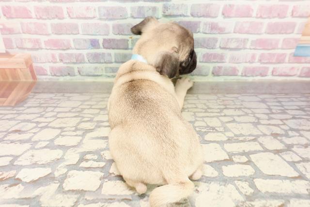 埼玉県のパグ (Coo&RIKUアニマルケアセンター大宮/2025年7月6日生まれ/男の子/フォーン)の子犬の4枚目の画像