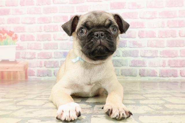 東京都のパグ (Coo&RIKU池袋西口店/2025年7月6日生まれ/男の子/フォーン)の子犬の1枚目の画像