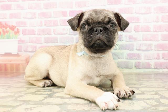 東京都のパグ (Coo&RIKU池袋西口店/2025年7月6日生まれ/男の子/フォーン)の子犬の3枚目の画像