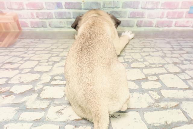 東京都のパグ (Coo&RIKU池袋西口店/2025年7月6日生まれ/男の子/フォーン)の子犬の4枚目の画像