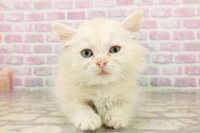 東京都のマンチカン (Coo&RIKU自由が丘店/2025年6月30日生まれ/男の子/クリームタビー)の子猫