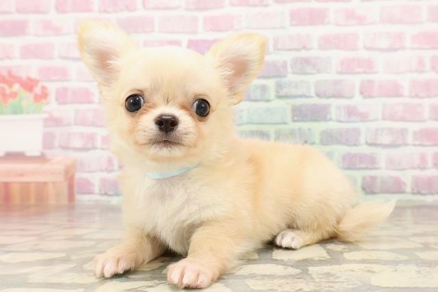 埼玉県のチワワ(ロング) (Coo&RIKUアニマルケアセンター大宮/2025年7月7日生まれ/男の子/クリーム)の子犬の2枚目の画像