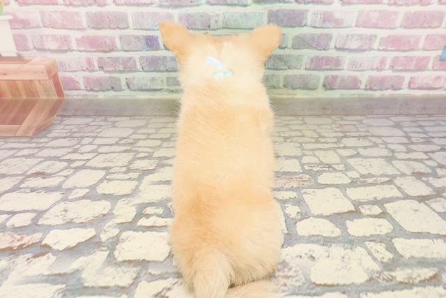 埼玉県のチワワ(ロング) (Coo&RIKUアニマルケアセンター大宮/2025年7月7日生まれ/男の子/クリーム)の子犬の4枚目の画像