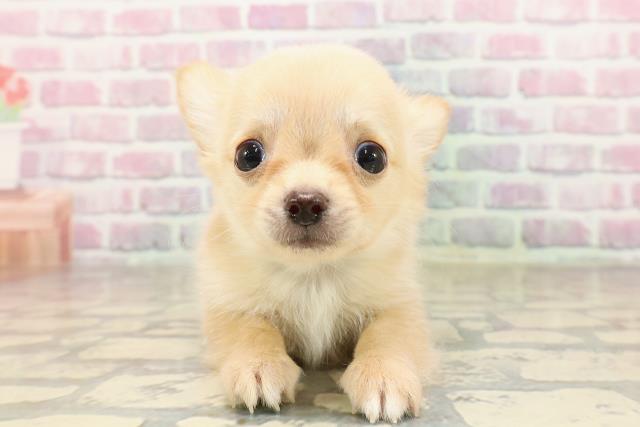宮城県のチワワ(ロング) (Coo&RIKU仙台太白店/2025年7月3日生まれ/男の子/クリーム)の子犬